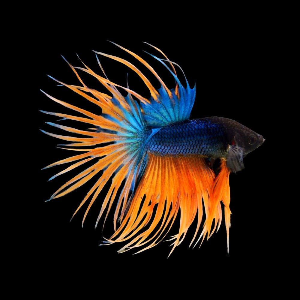 Betta Crowntail Mustard Gas