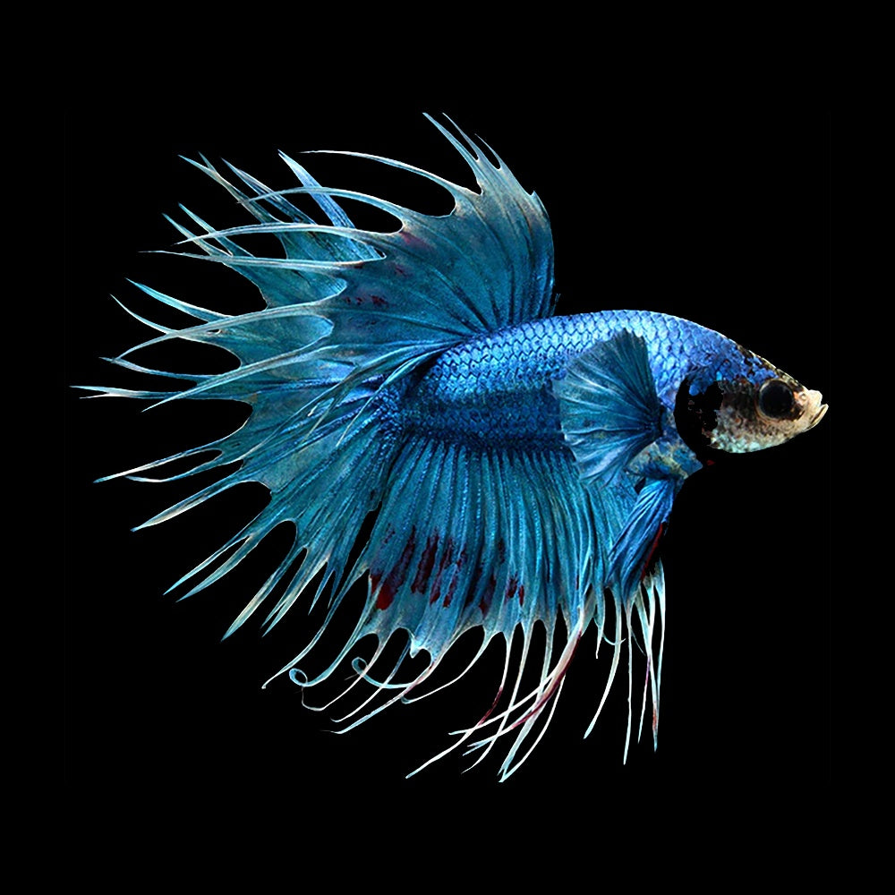 Betta Crowntail Blue