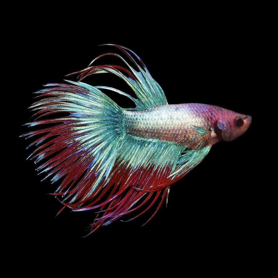 Betta Crowntail Cambodian
