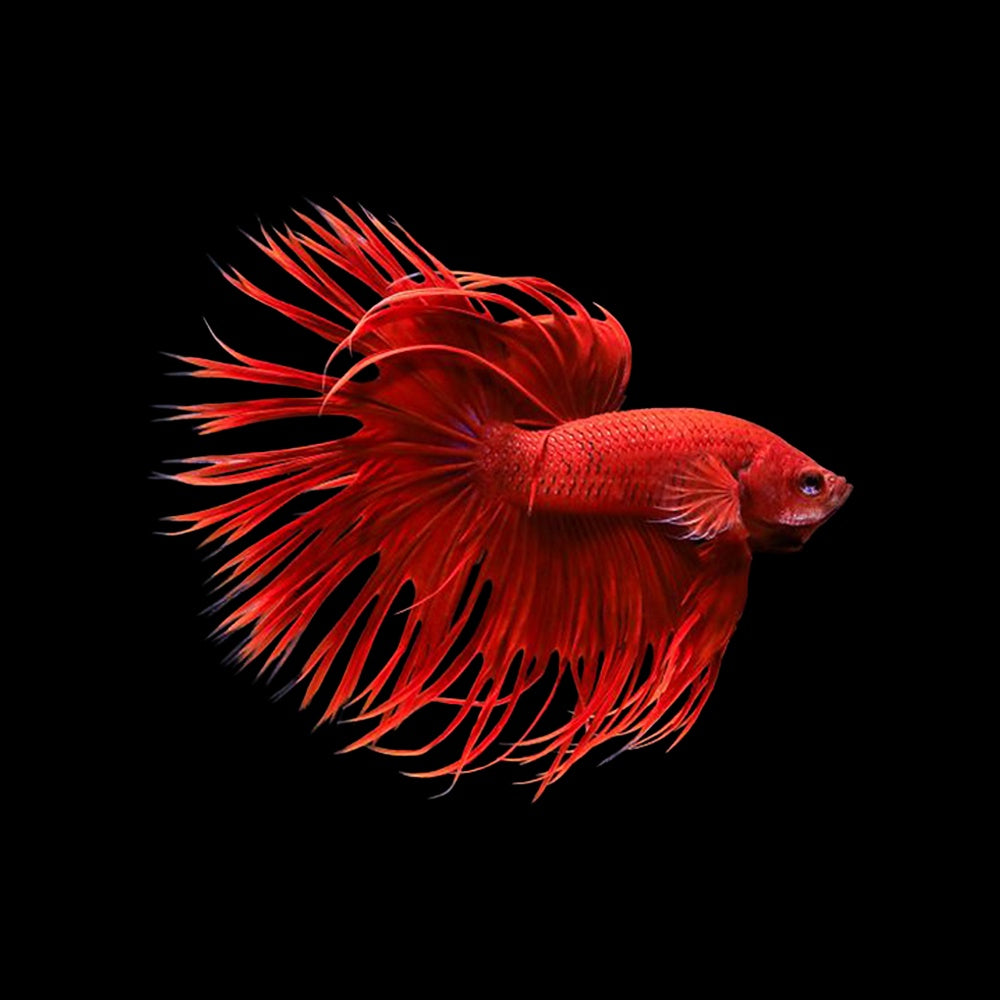 Betta Crowntail Red