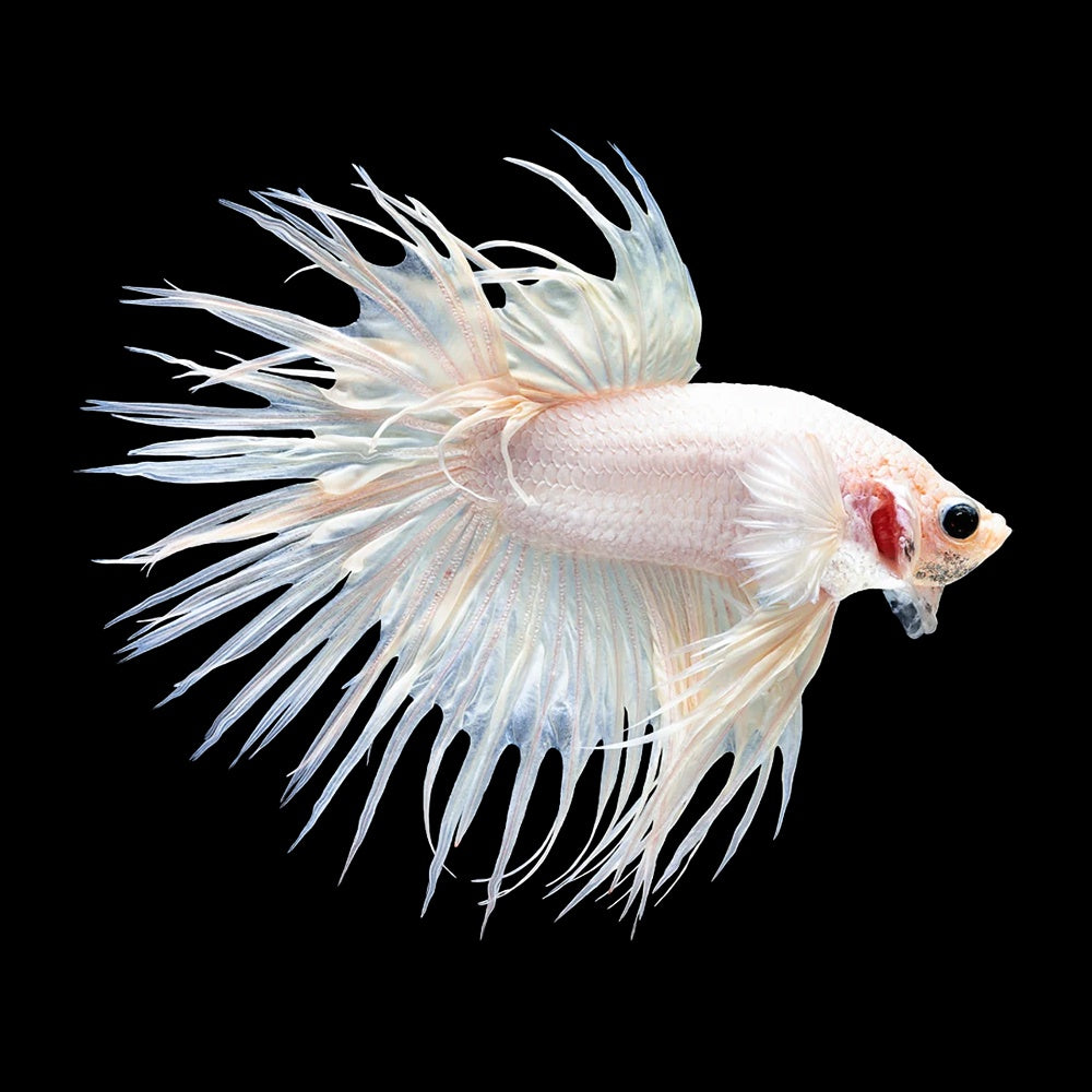 Betta Crowntail White