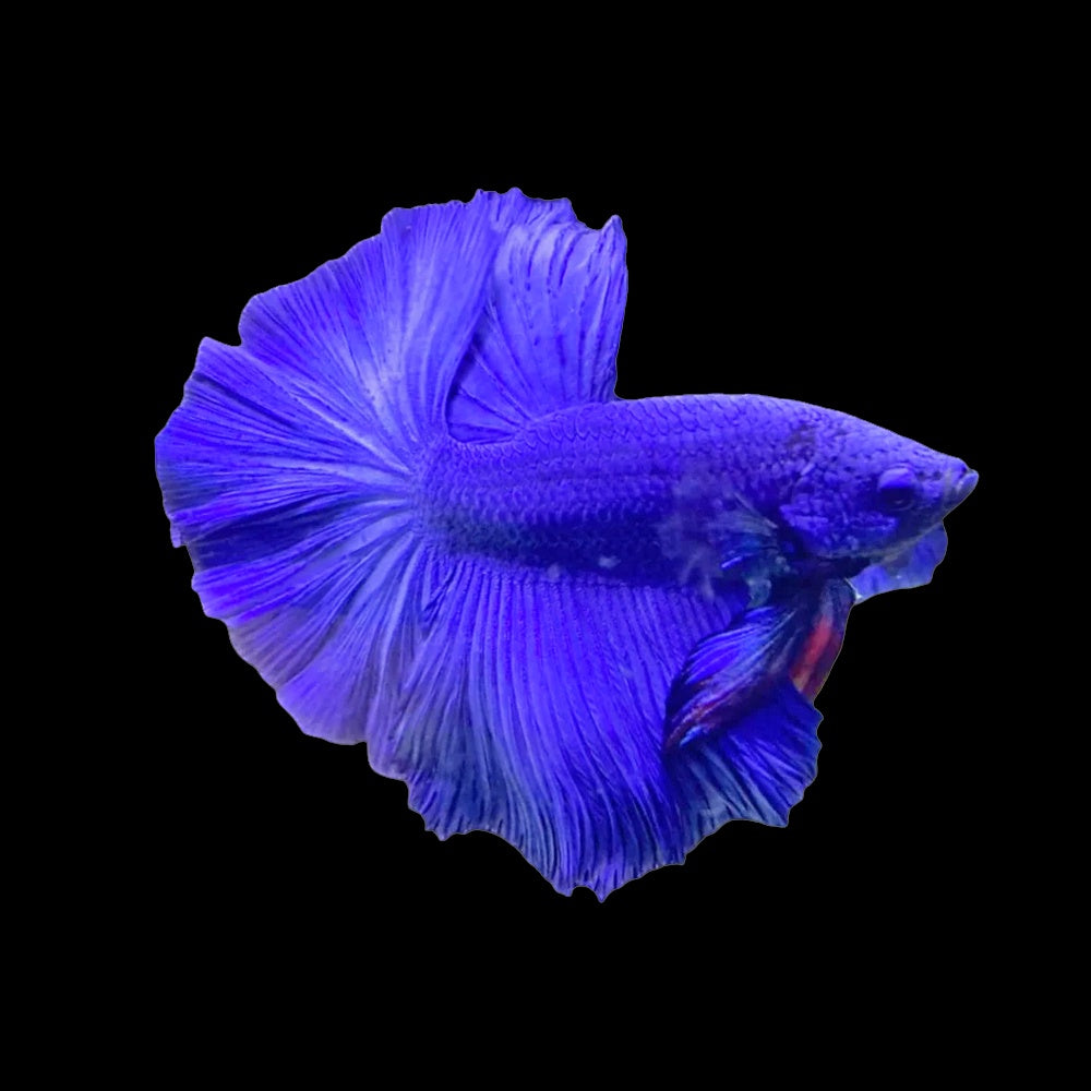 Betta Halfmoon Blue (Betta Splendens)