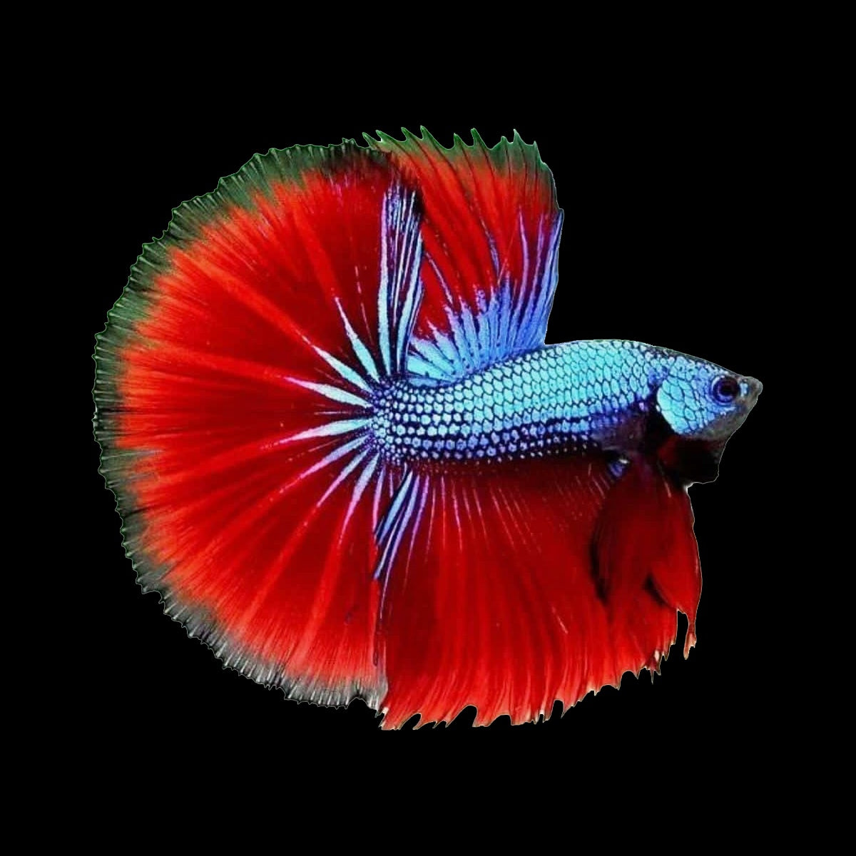 Betta Halfmoon Dragon Red Blue