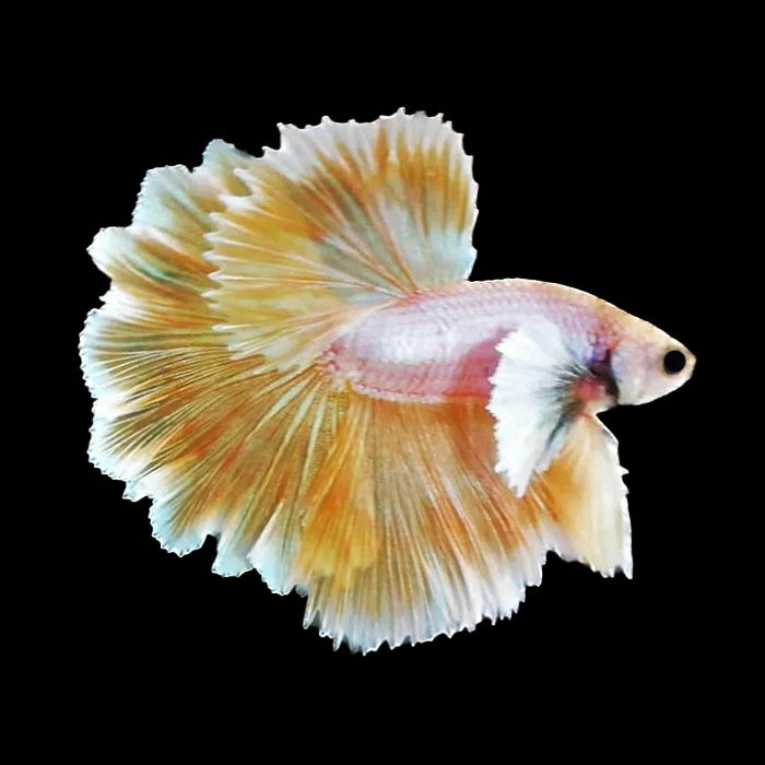 Betta Halfmoon Dumbo Ear King Rosetail Male
