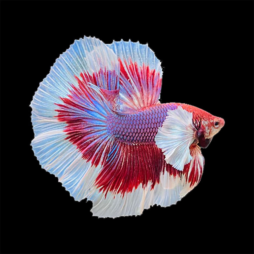Betta Halfmoon Dumbo Red