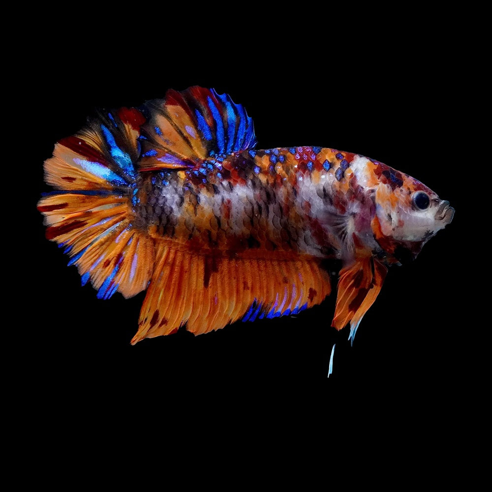 Betta Halfmoon Giant Multicolor Female