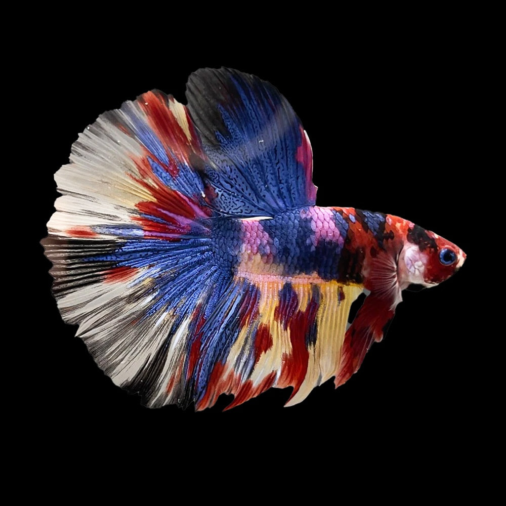 Betta Halfmoon Giant Multicolor Male