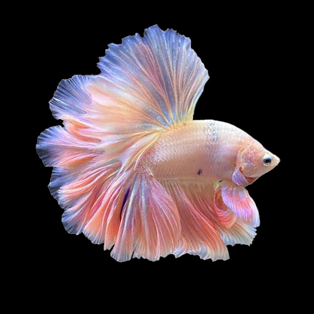 Betta Halfmoon King Rosetail Male