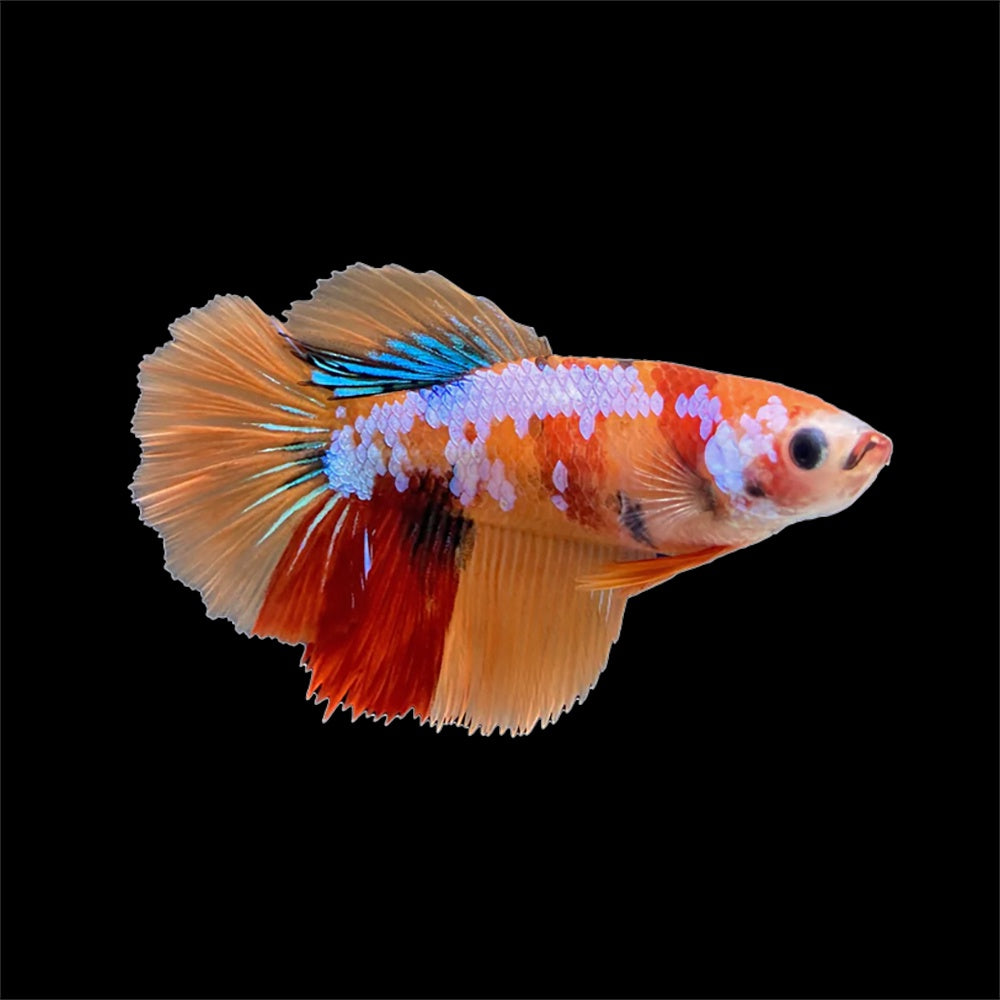 Betta Halfmoon Multicolor Female