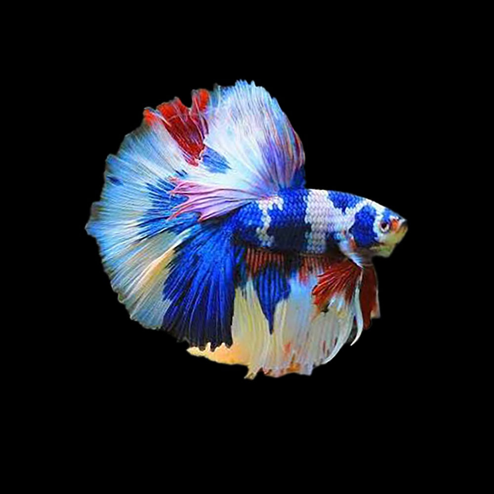 Betta Halfmoon Multicolor Male
