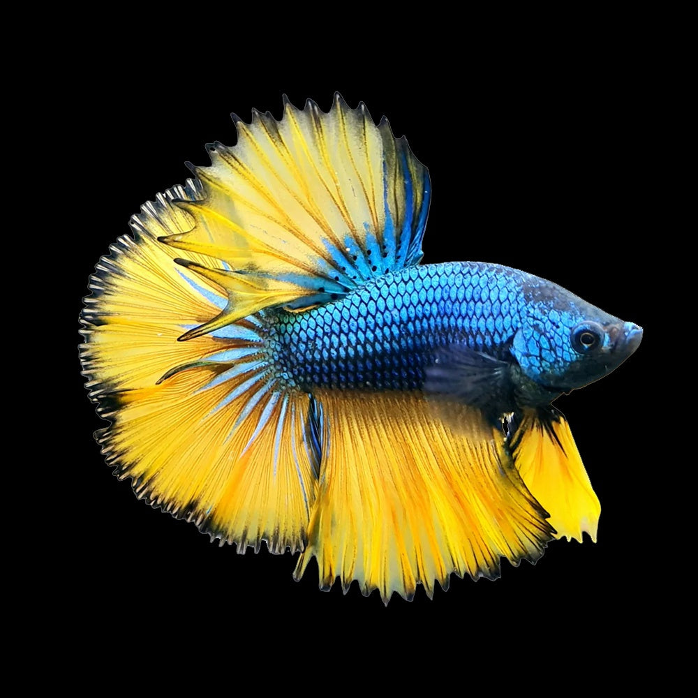 Betta Halfmoon Mustard Gas