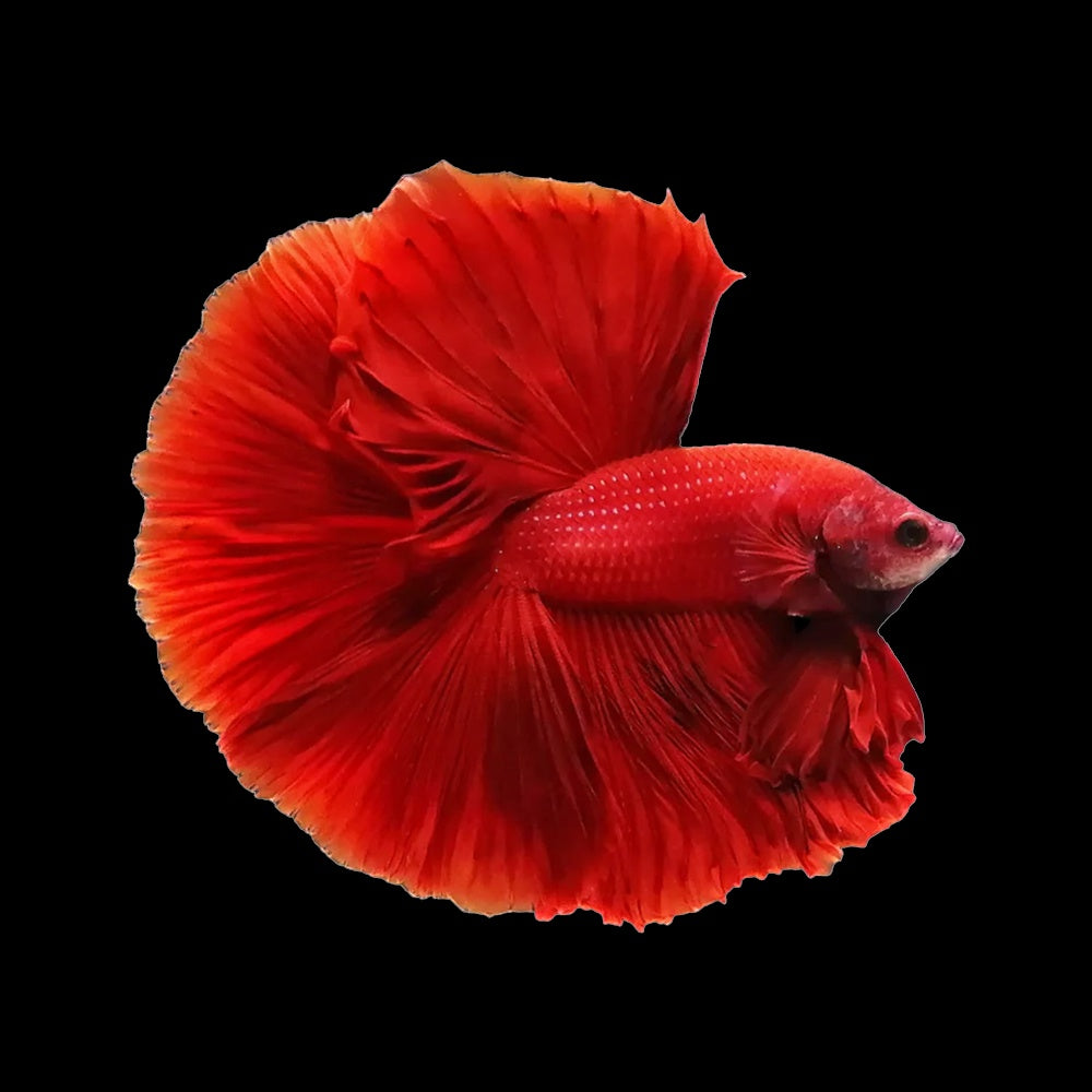 Betta Halfmoon Red