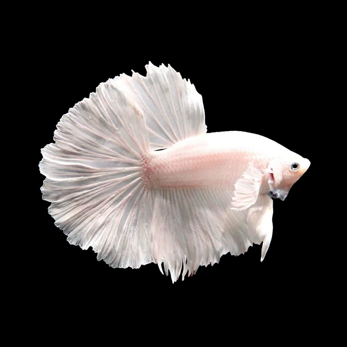 Betta Halfmoon White