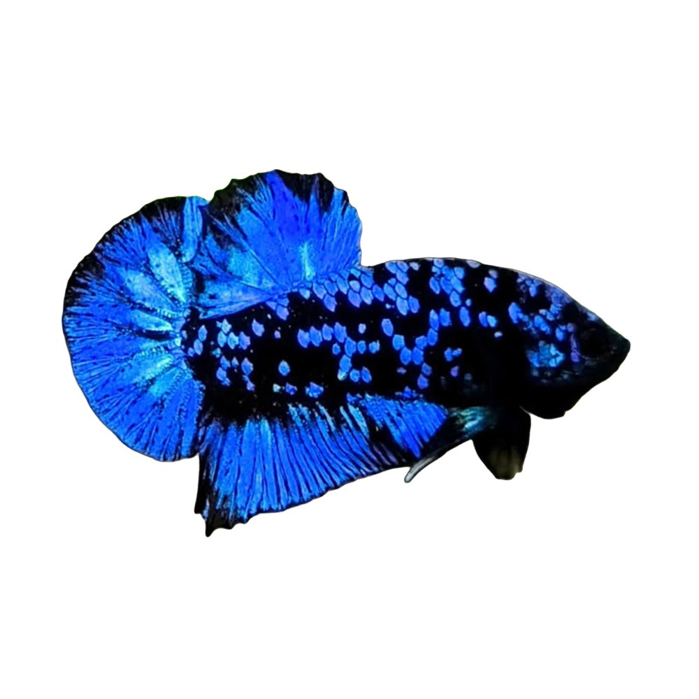 Betta Plakat Avatar