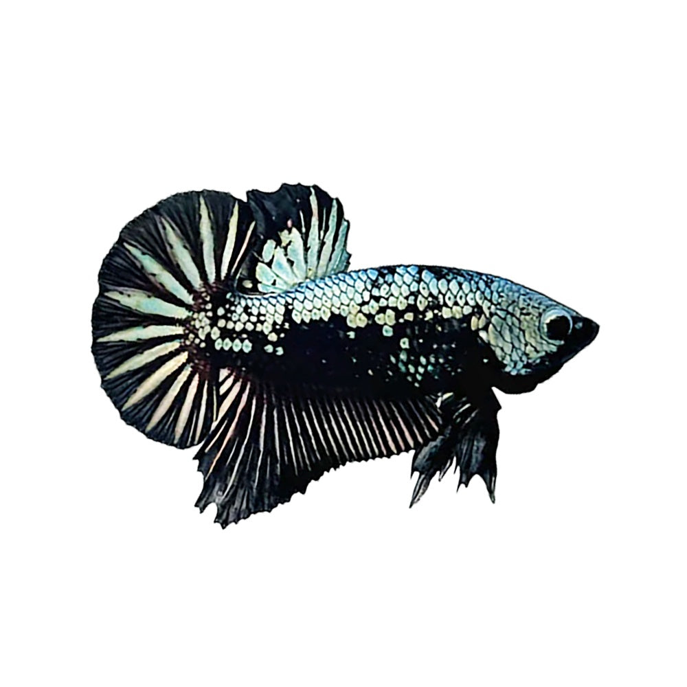 Betta Plakat Black Samurai