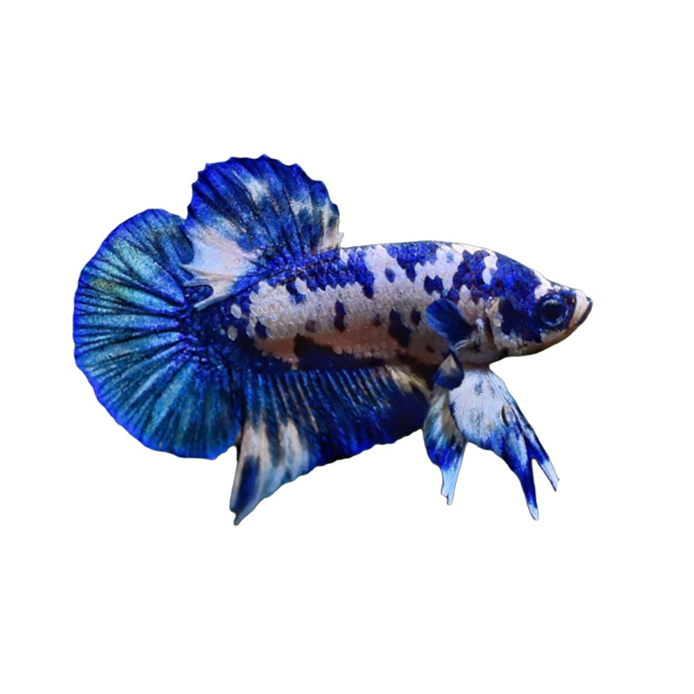 Betta Plakat Blue Panda