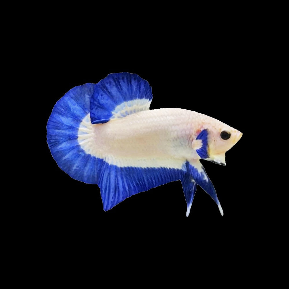 Betta Plakat Blue Rim