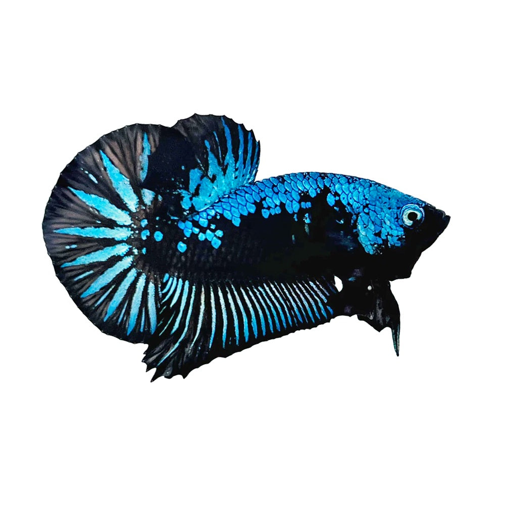 Betta Plakat Blue Samurai