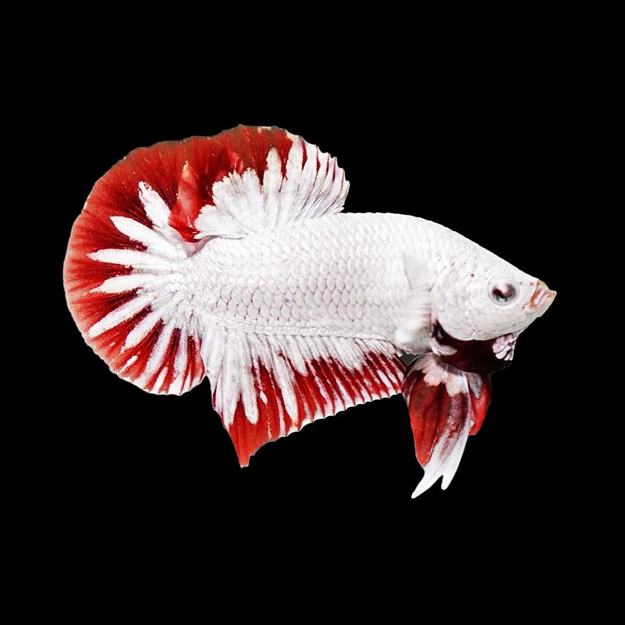 Betta Plakat Dragon Red