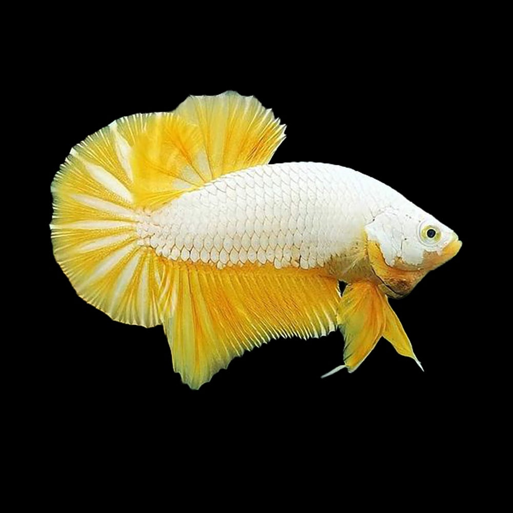 Betta Plakat Dragon Yellow