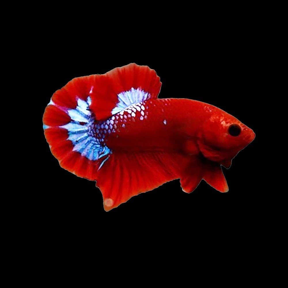 Betta Plakat Hellboy Red