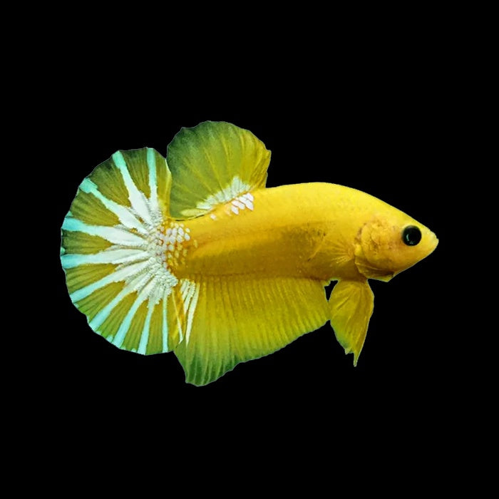 Betta Plakat Hellboy Yellow