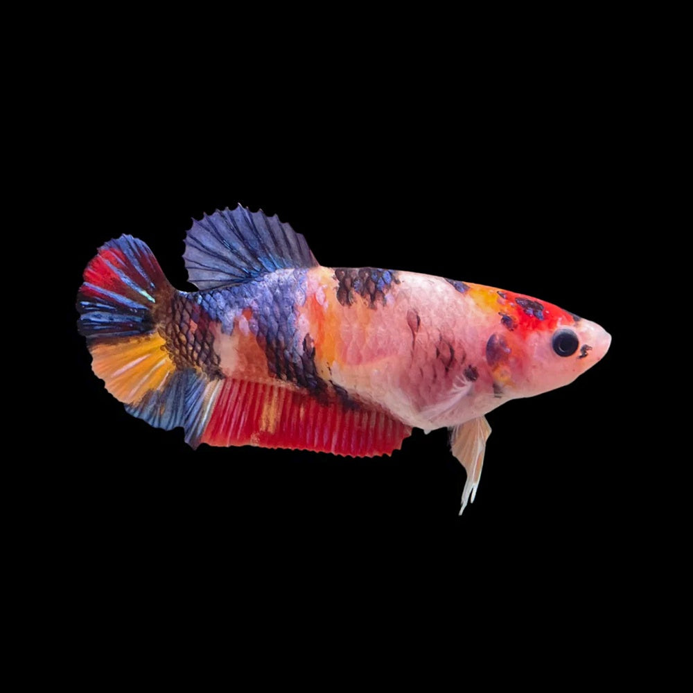 Betta Plakat Multicolor Female