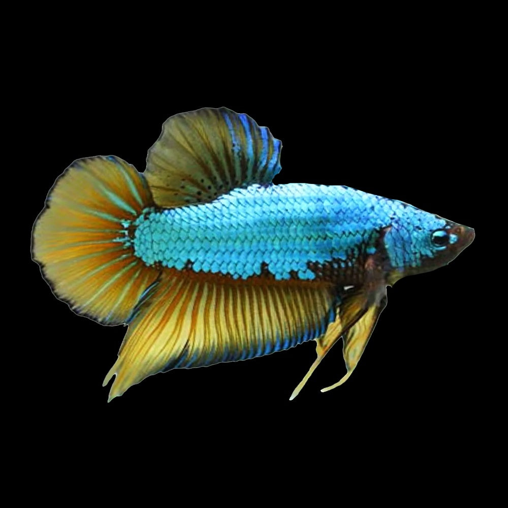 Betta Plakat Mustard Gas