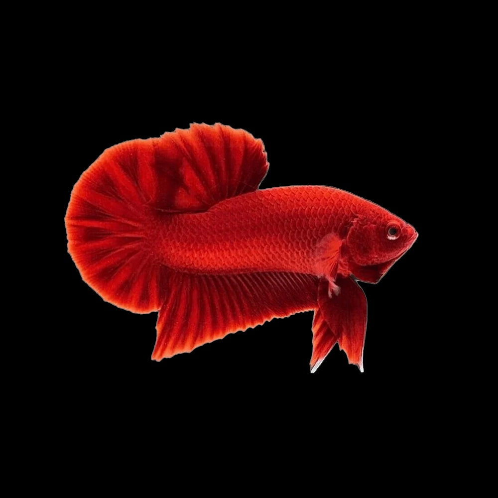 Betta Plakat Red