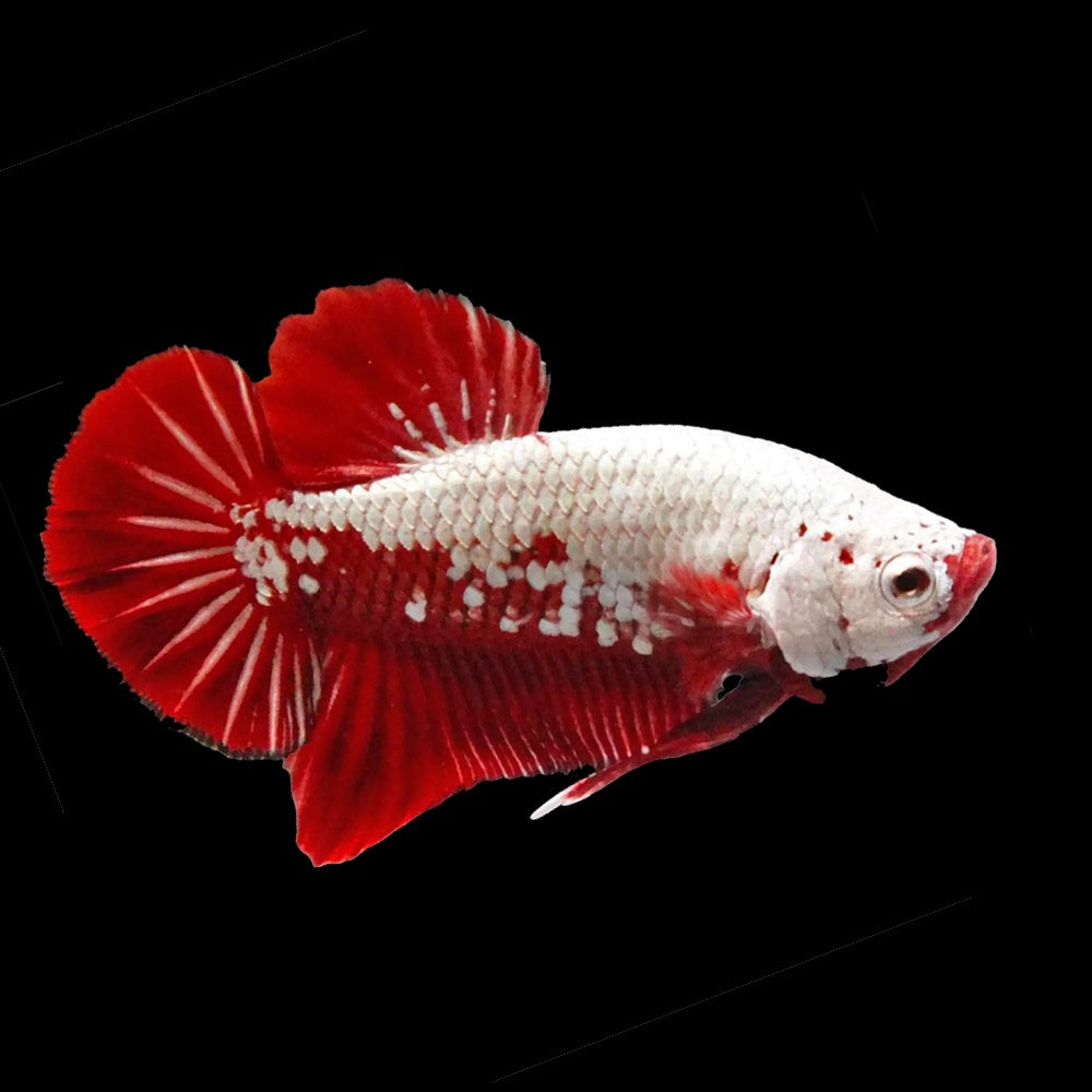 Betta Plakat Samurai Red (Betta Splendens)