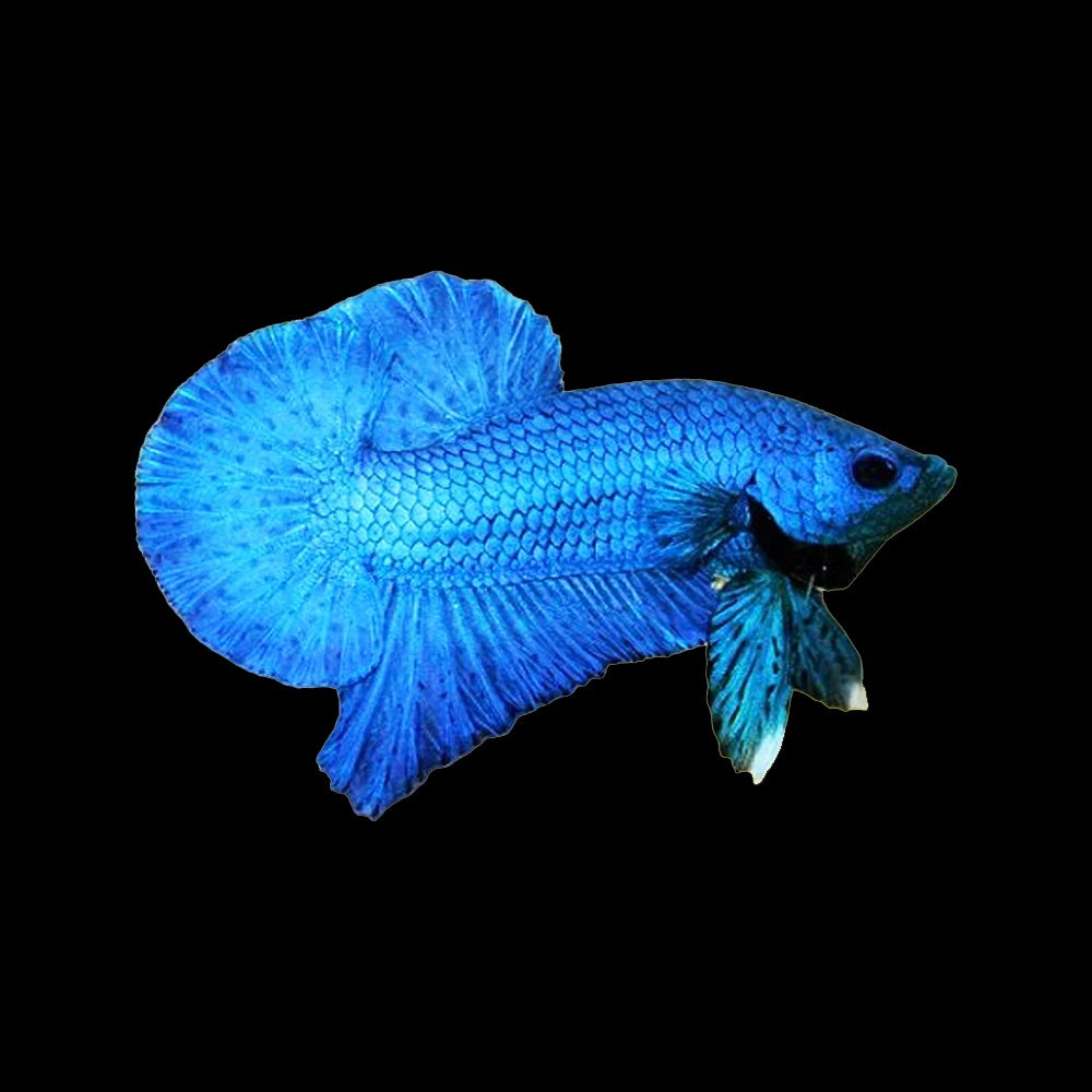 Betta Plakat Super Blue