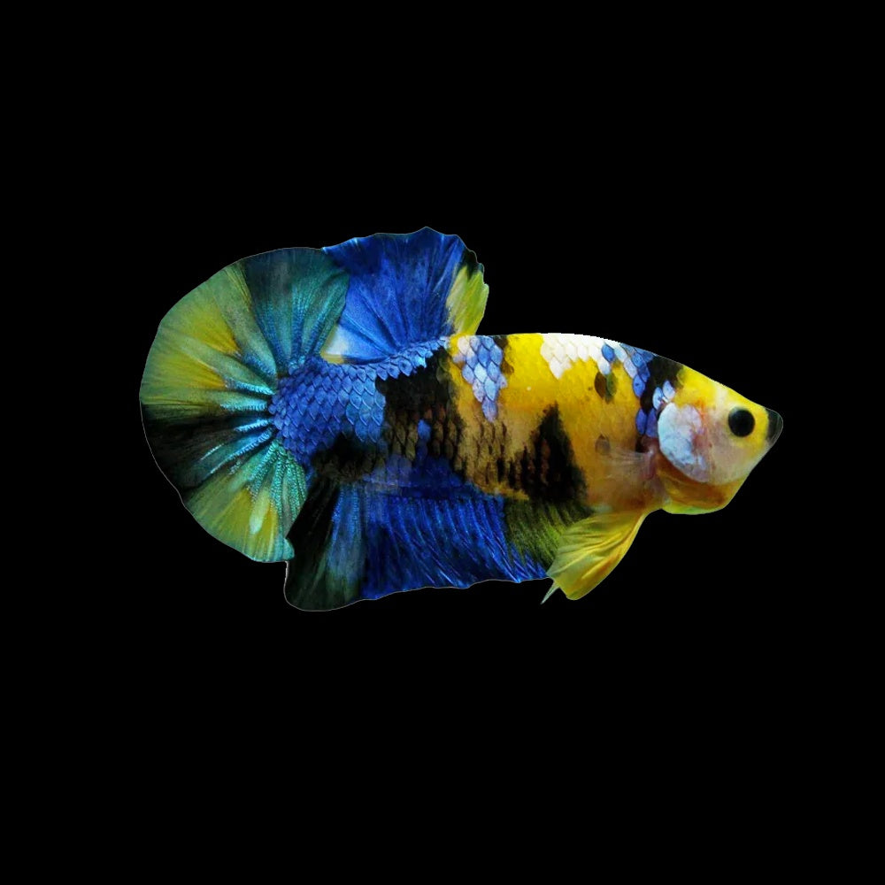 Betta Plakat Yellow Tiger Koi Galaxy
