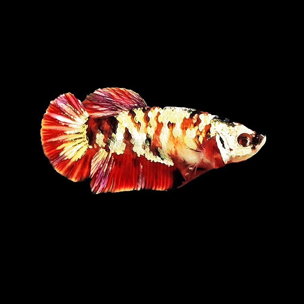 Betta Red Copper Koi