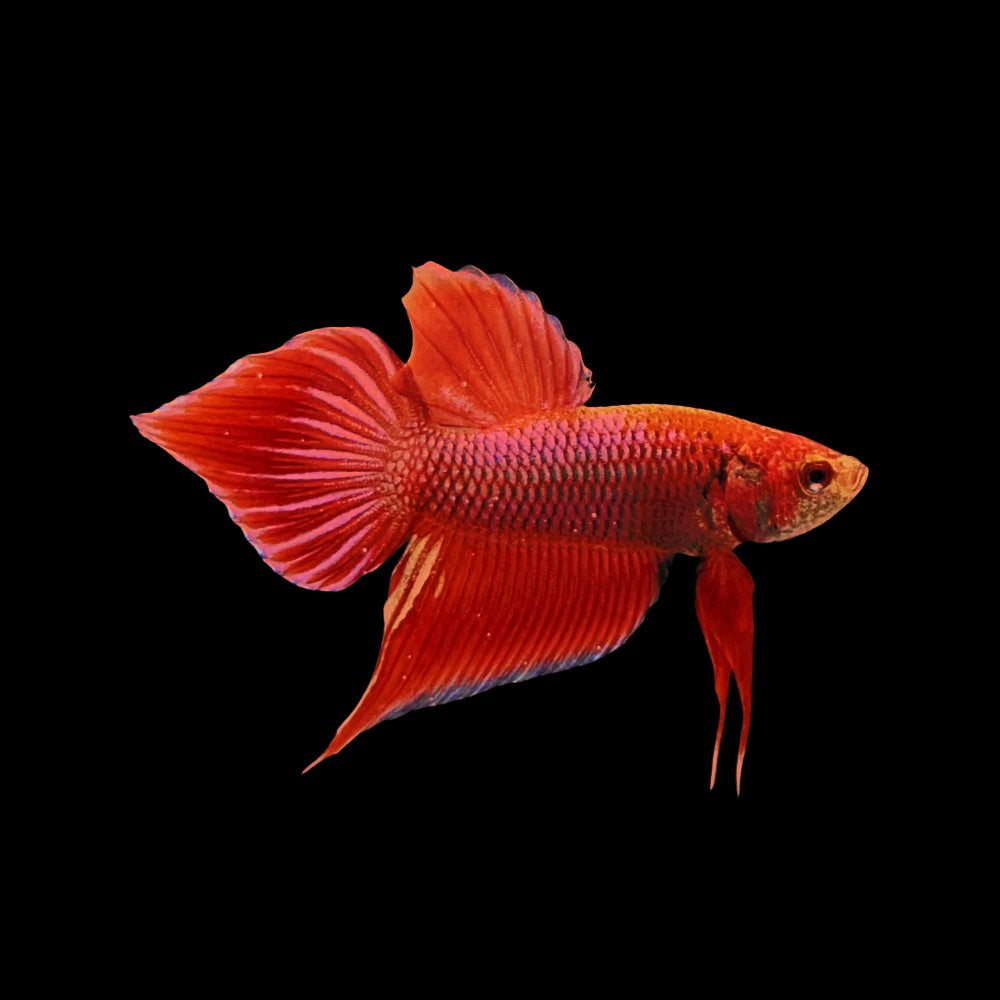 Betta Splendens Spade Tail Red PAIR