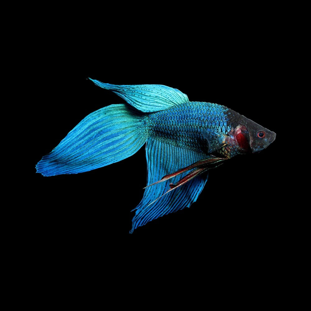 Betta Veiltail Blue