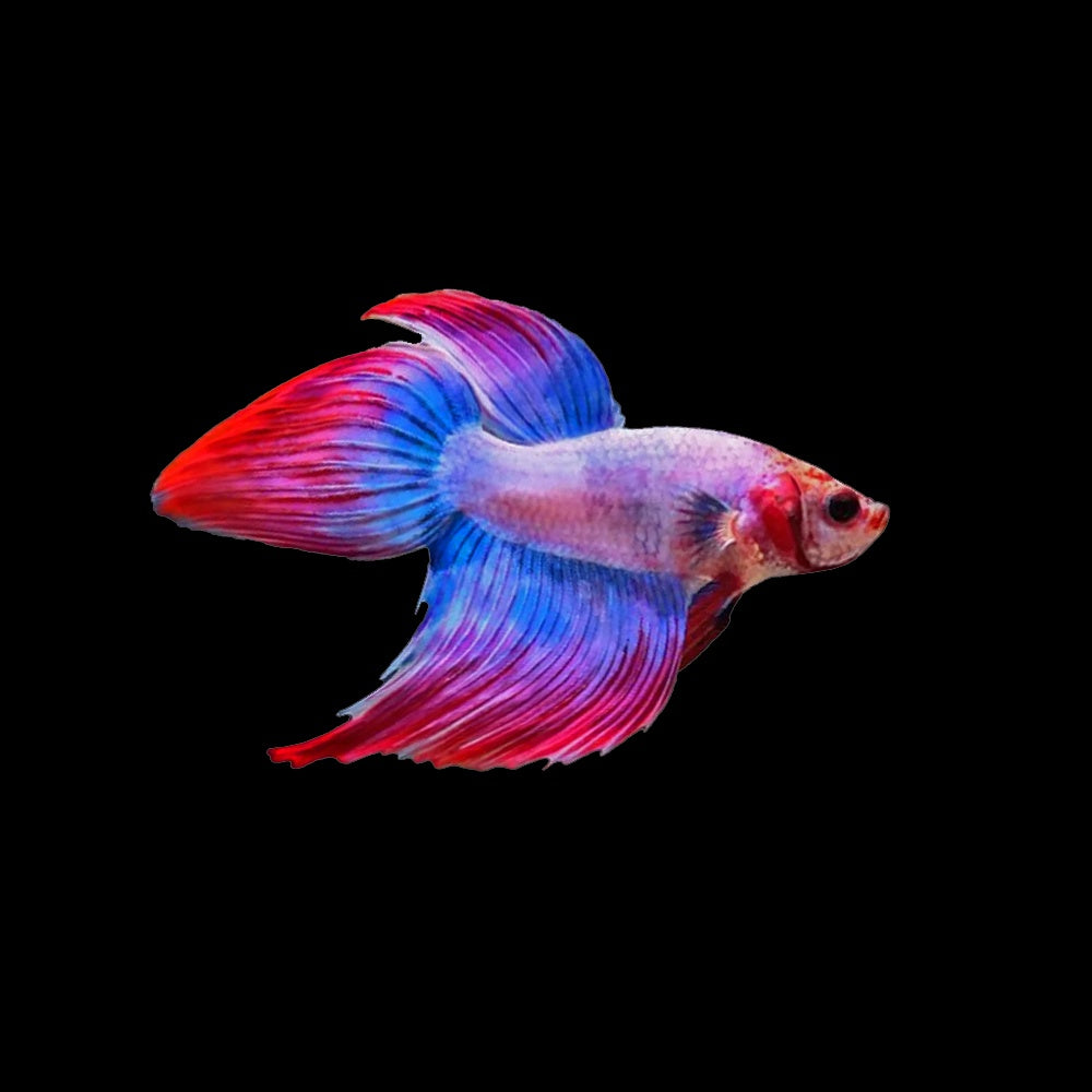 Betta Veiltail Cambodian