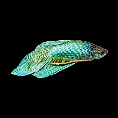 Betta Veiltail Green