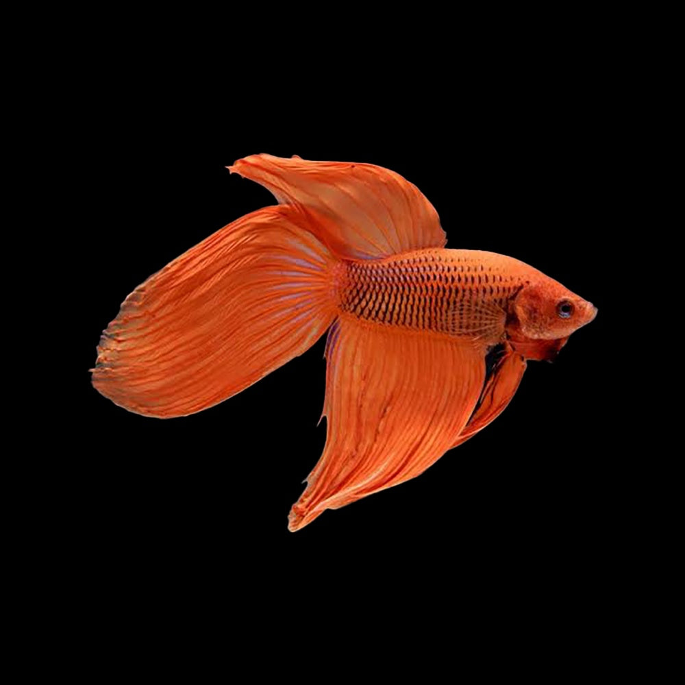 Betta Veiltail Orange
