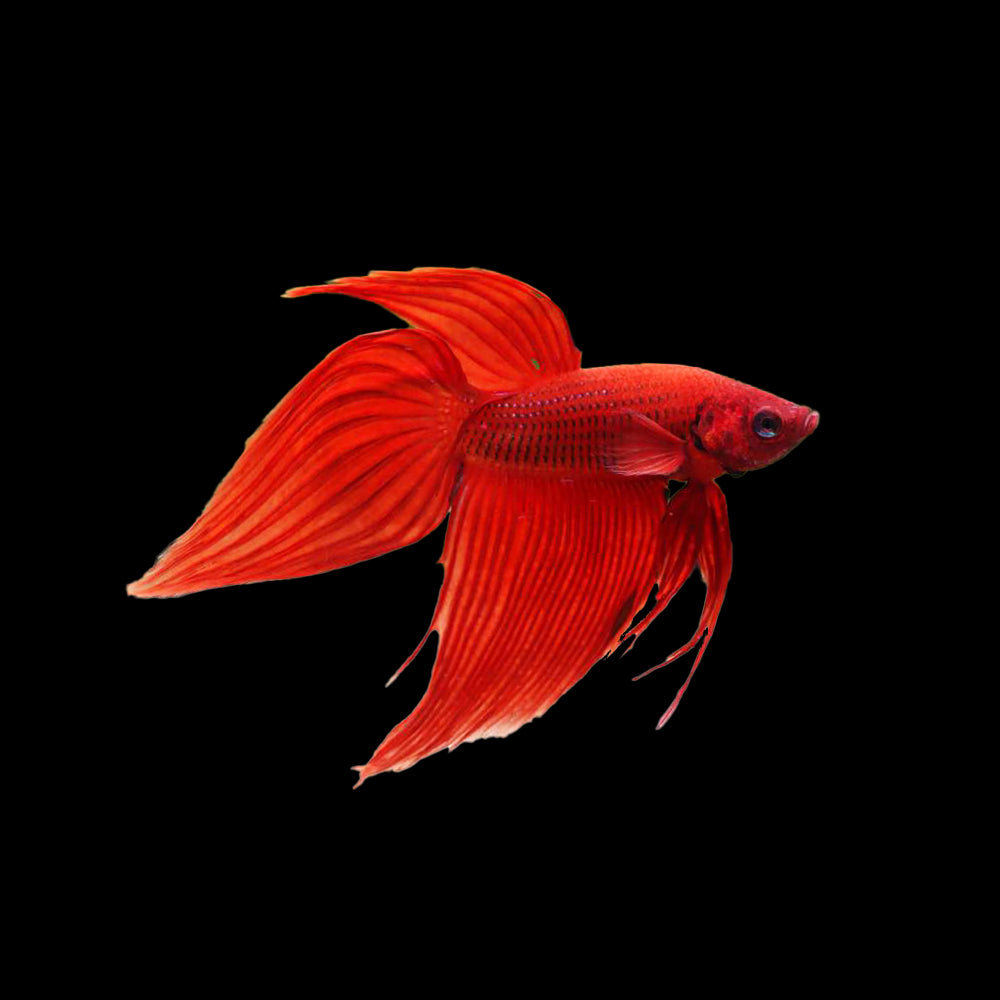 Betta Veiltail Red