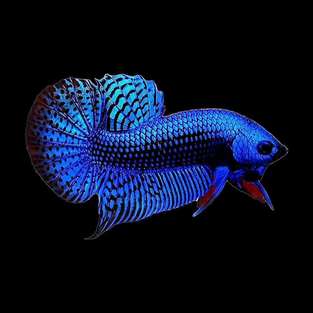 Betta Alien Blue