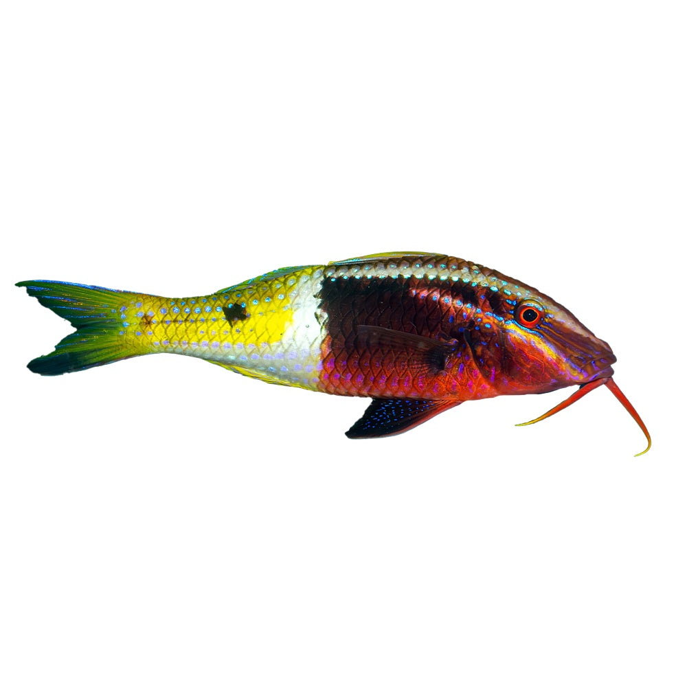Goatfish Bicolor (Parupeneus Barberinoides)