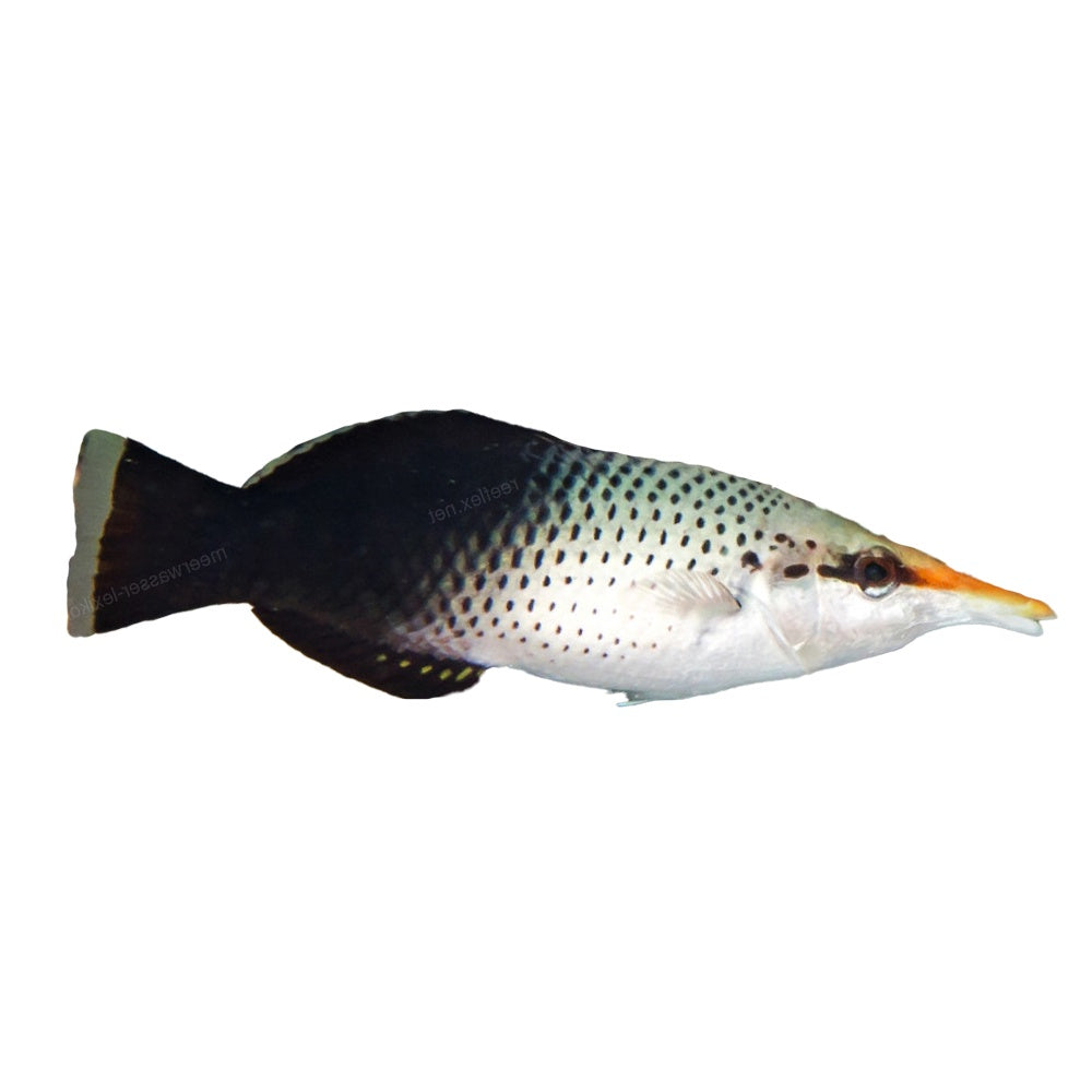 Wrasse Birdnose Female (Gomphosus Varius)