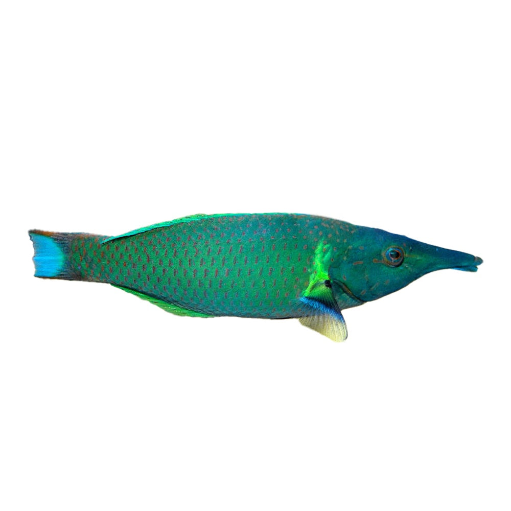 Wrasse Birdnose Male (Gomphosus Varius)