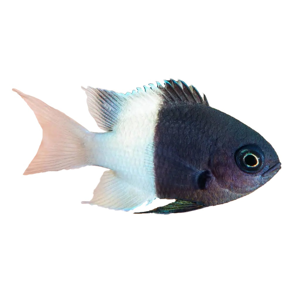 Black & White Chromis (Chromis Margaritifer)