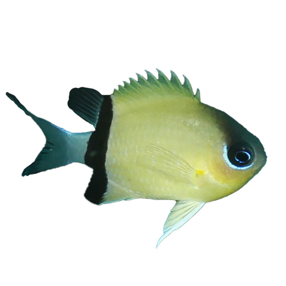 Black Bar Chromis (Chromis Retrofasciata)