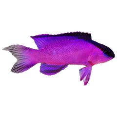 Black Cap Basslet (Gramma melacara)