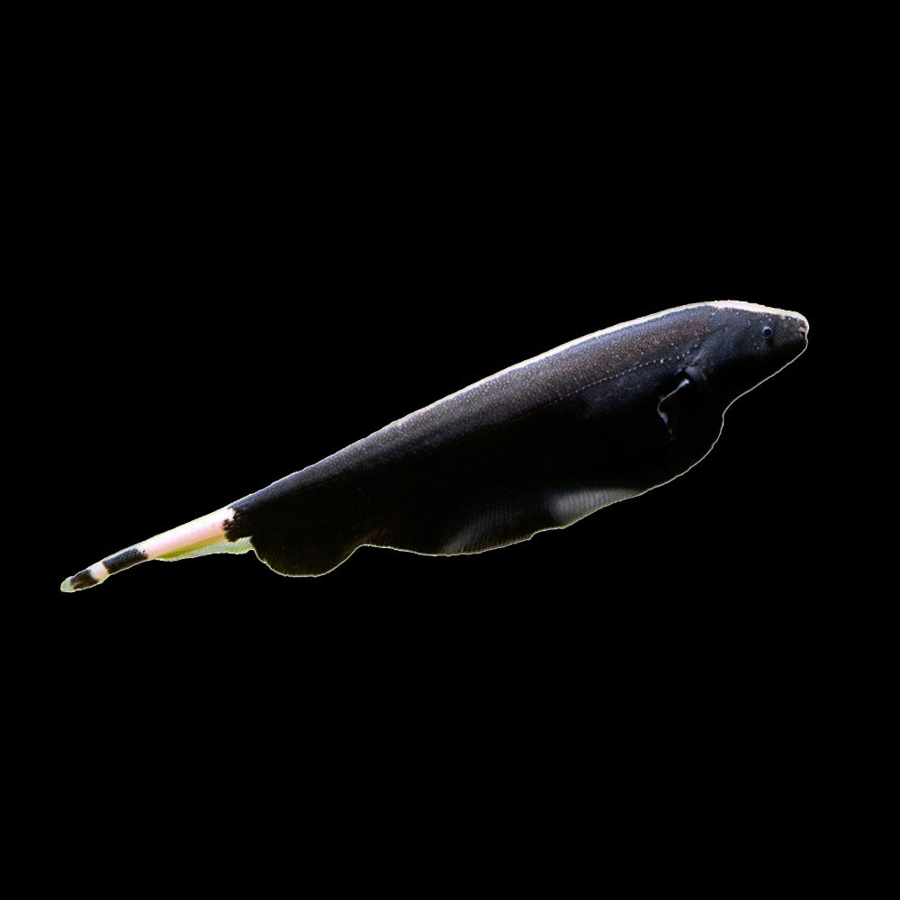Black Ghost Knife Fish (Apteronotus Albifrons)