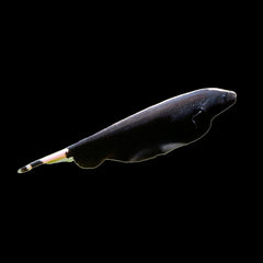 Black Ghost Knife Fish (Apteronotus Albifrons)