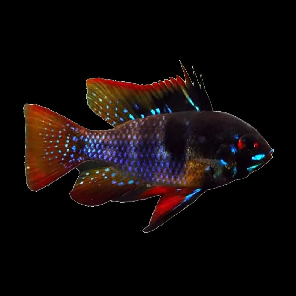 Ram Black Knight (Mikrogeophagus ramirezi)
