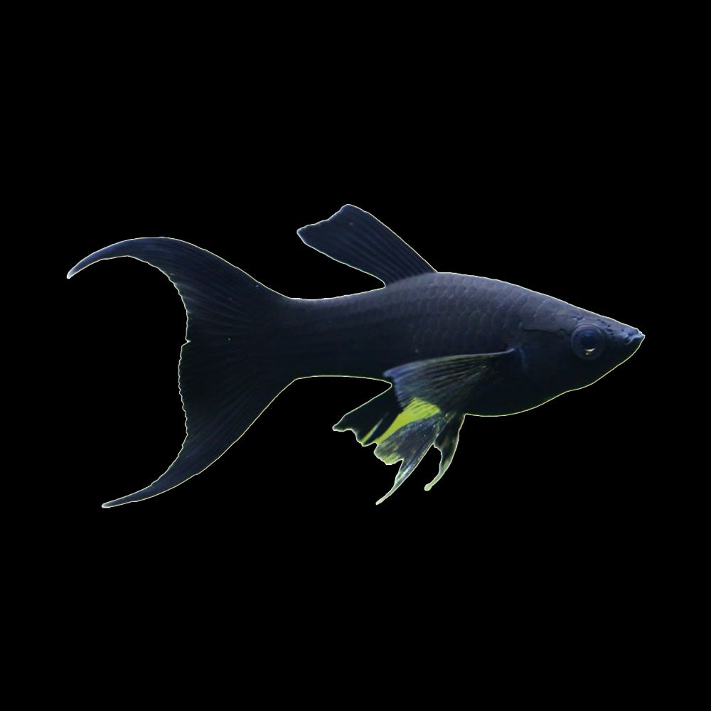 Molly Black Lyretail (Poecilia Sphenops)